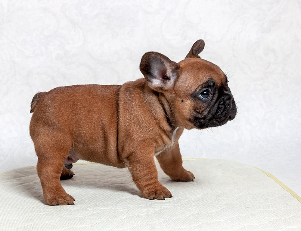 Französische Bulldogge Ida Galich