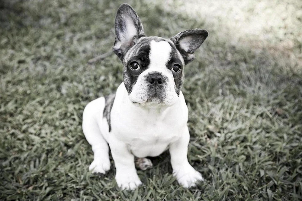 Boston Terrier Bulldogge