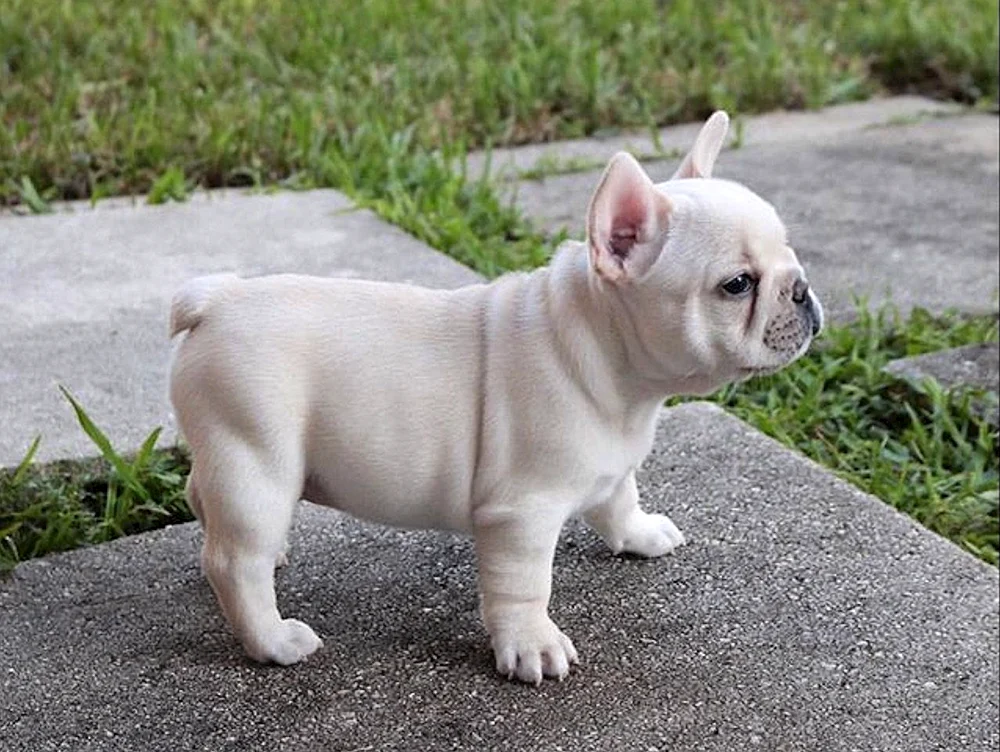 Bulldog terrier