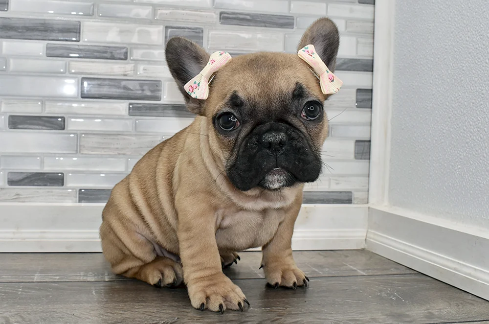 Belgische Bulldogge