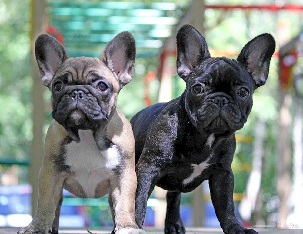 Französische Bulldogge tigerfarbig