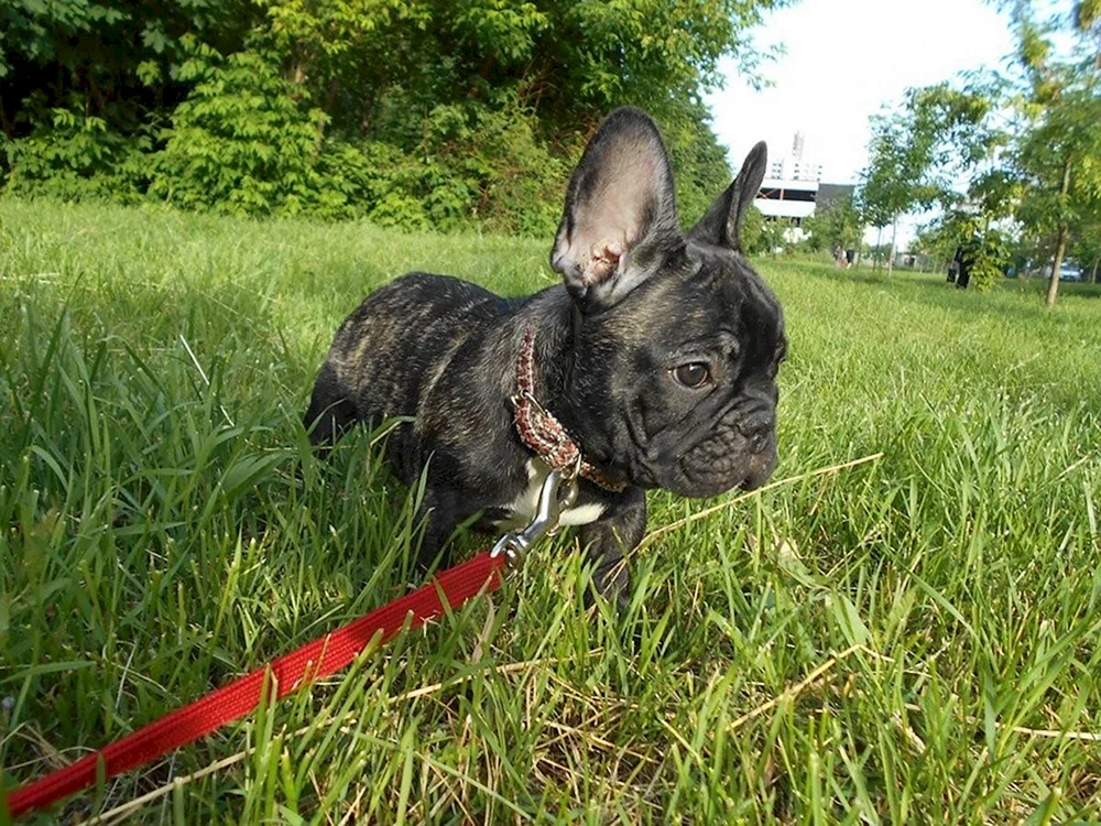 Französische Tiger Bulldogge Welpen