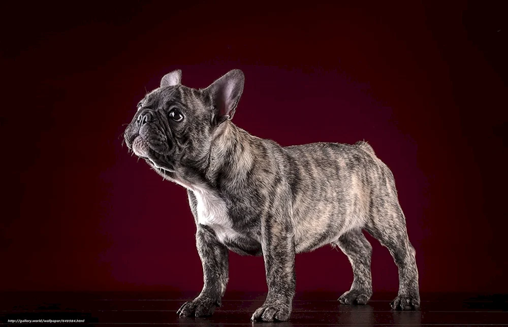 Blue Merle Bulldogge