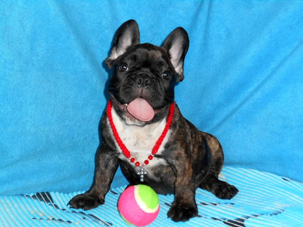 Französische Bulldogge Tigerfarbe Welpe