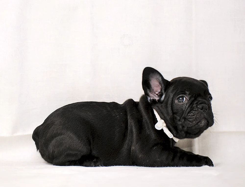 Französische Bulldogge Tiger Bulldogge
