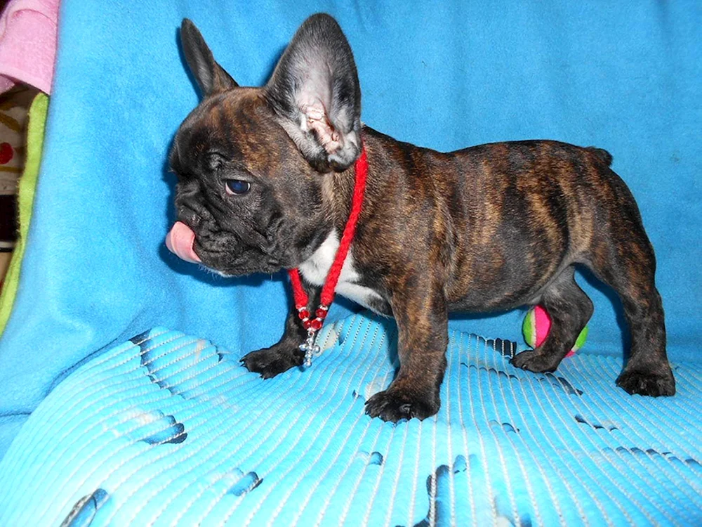 Blauer Tiger Französische Bulldogge