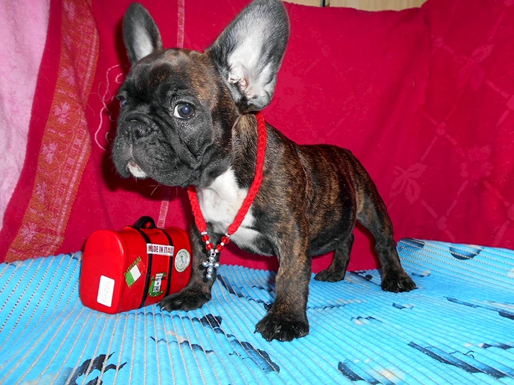 Französische Bulldogge blasser Tiger Bulldogge