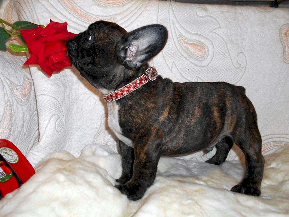 Französische Bulldogge tigerfarbig