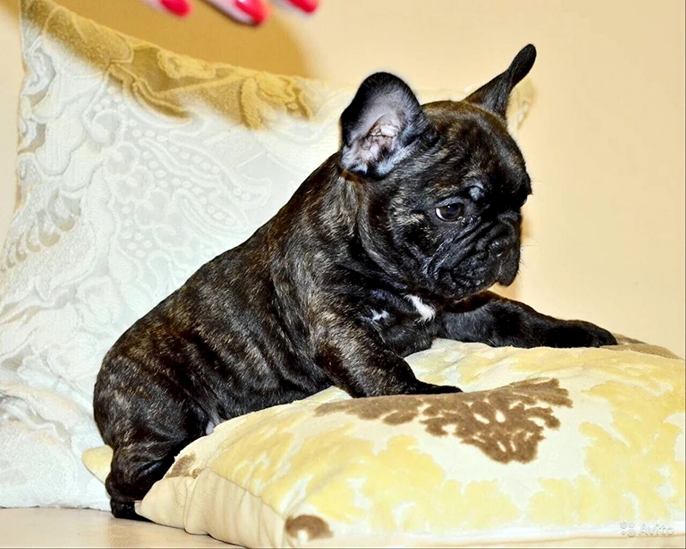 Französische Bulldogge tigerfarbig