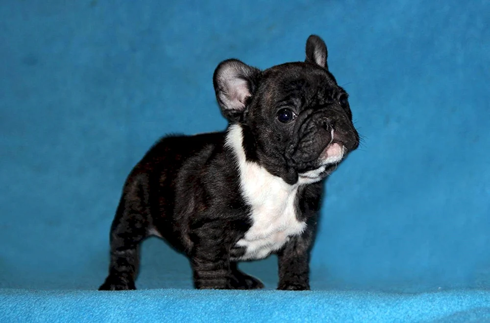 Französische Bulldogge tigerfarbig