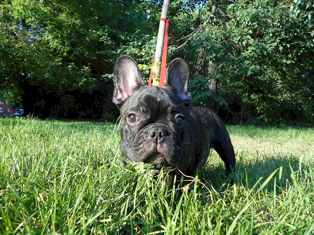Französische Bulldogge Französische Bulldogge einjährig