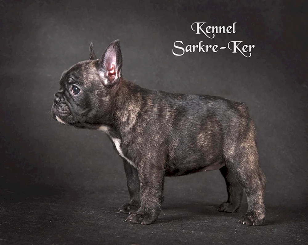 Französische Bulldogge schwarz einfarbig