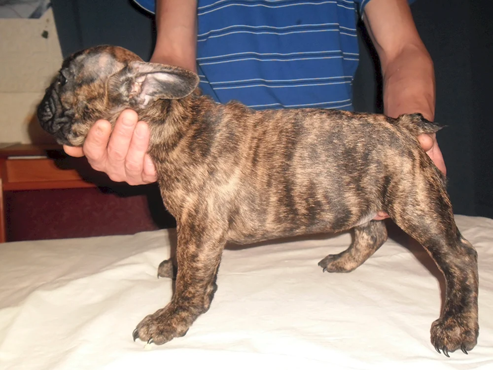 Französische Bulldogge Tigerfarbe