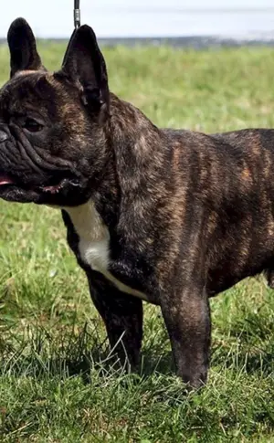 Französische Bulldogge tigerfarbig