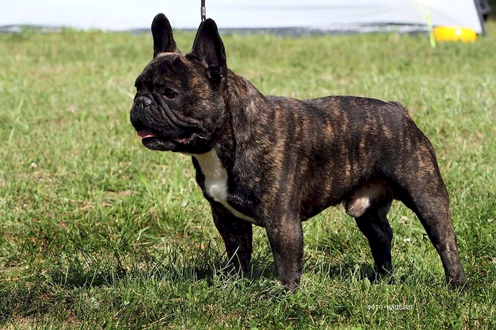 Französische Bulldogge tigerfarbig