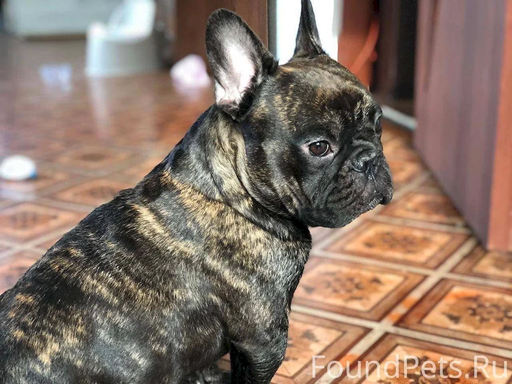 Französische Bulldogge tigerfarbig