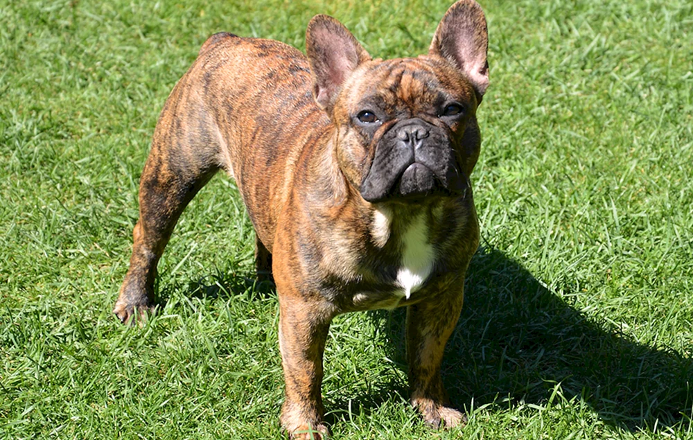 Französische Bulldogge tigerfarbig