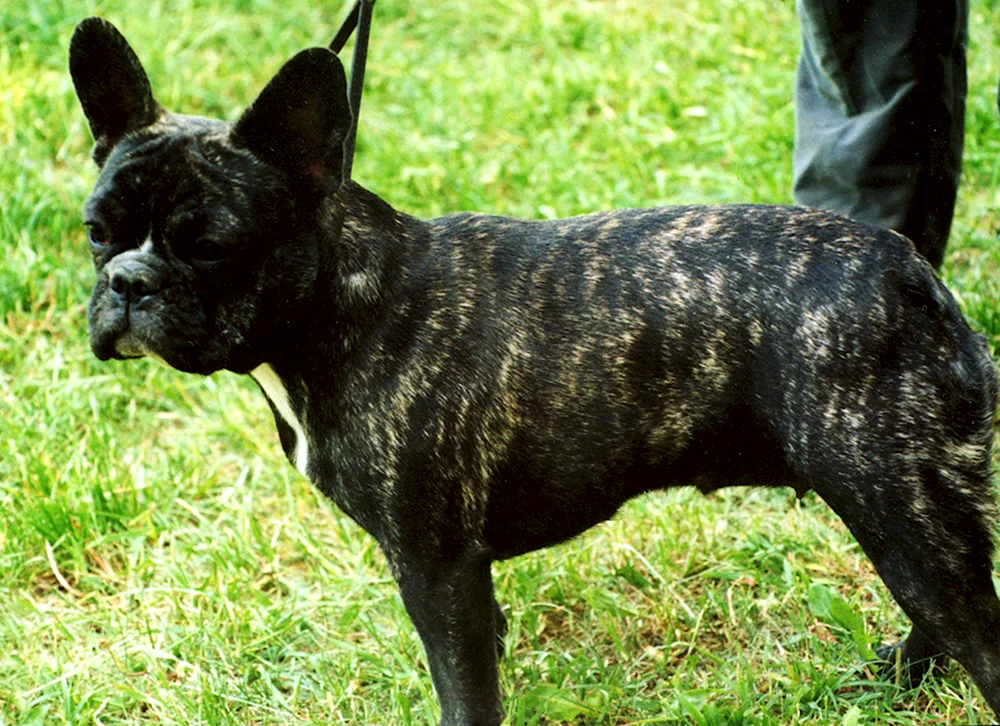 Französische Bulldogge tigerfarbig