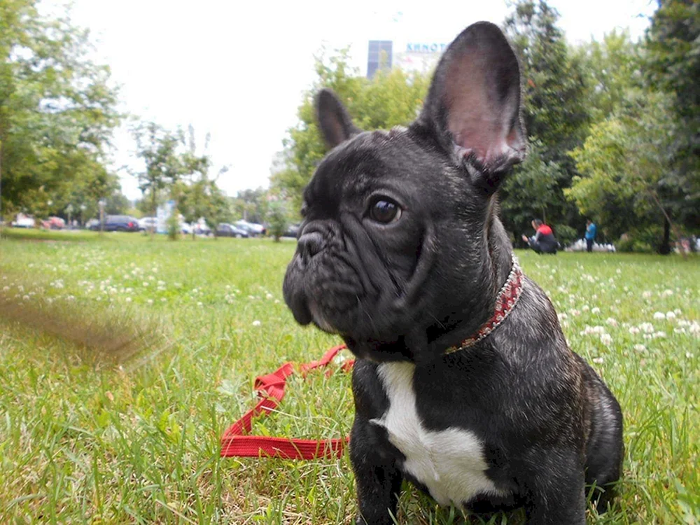 Französische Bulldogge gefleckt