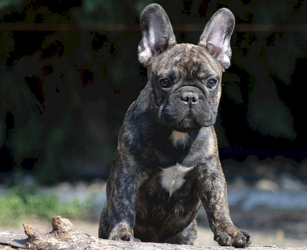 Französische Bulldogge tigerfarbig