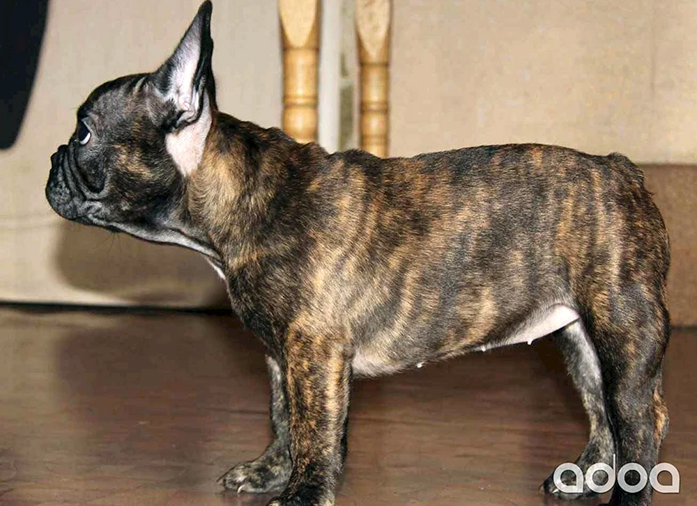 Französische Bulldogge tigerfarbig