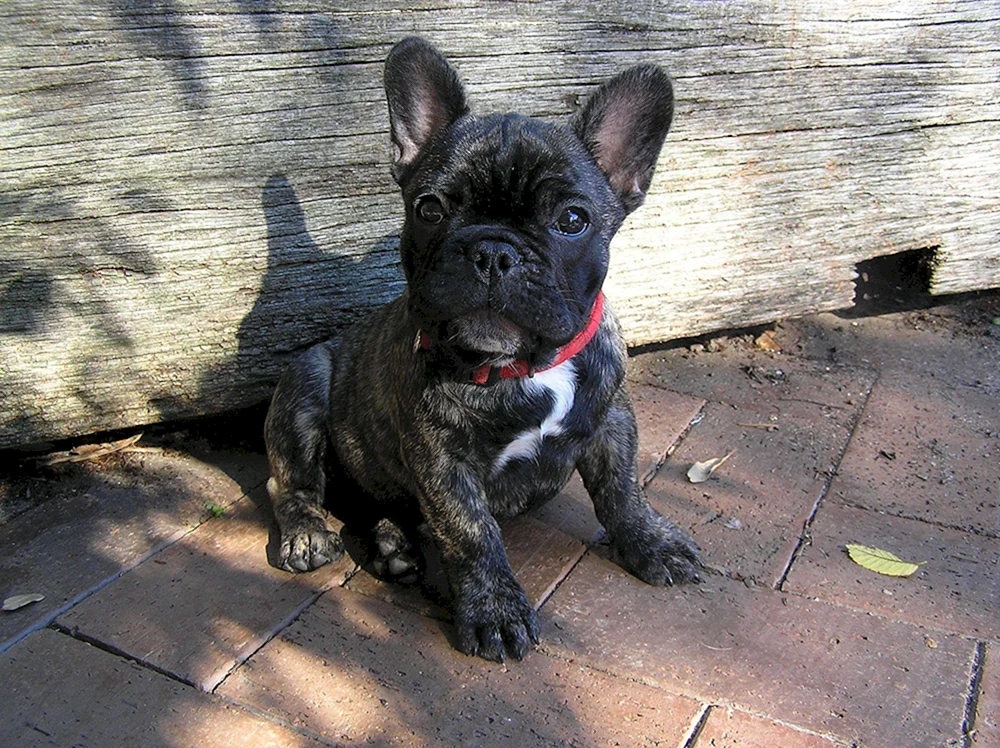 Französische Bulldogge gefleckt