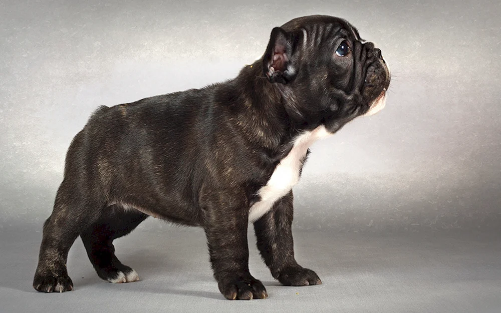 Französische Tiger Bulldogge
