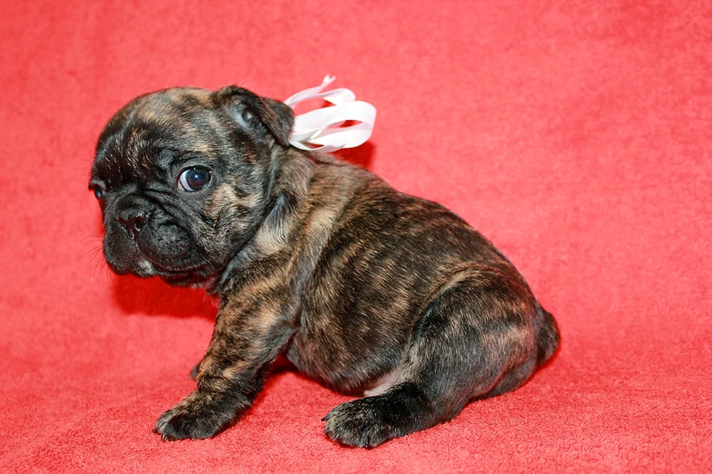 Französische Bulldogge tigerfarbig