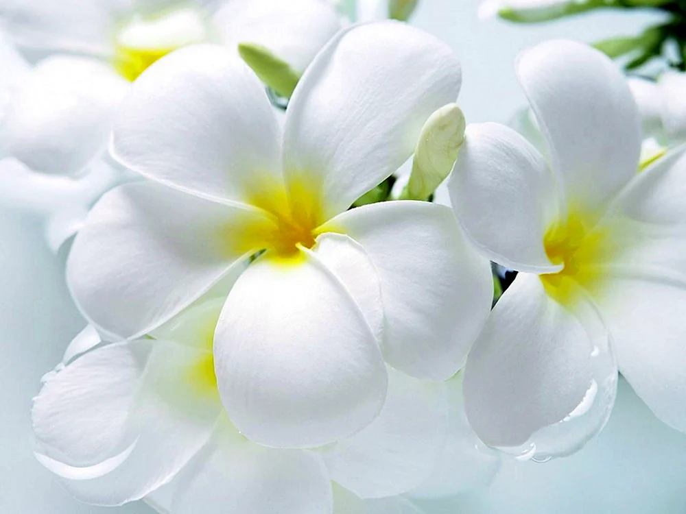 Weiße Blumen