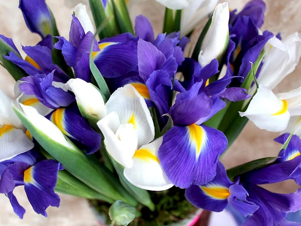 Fresia mit Iris