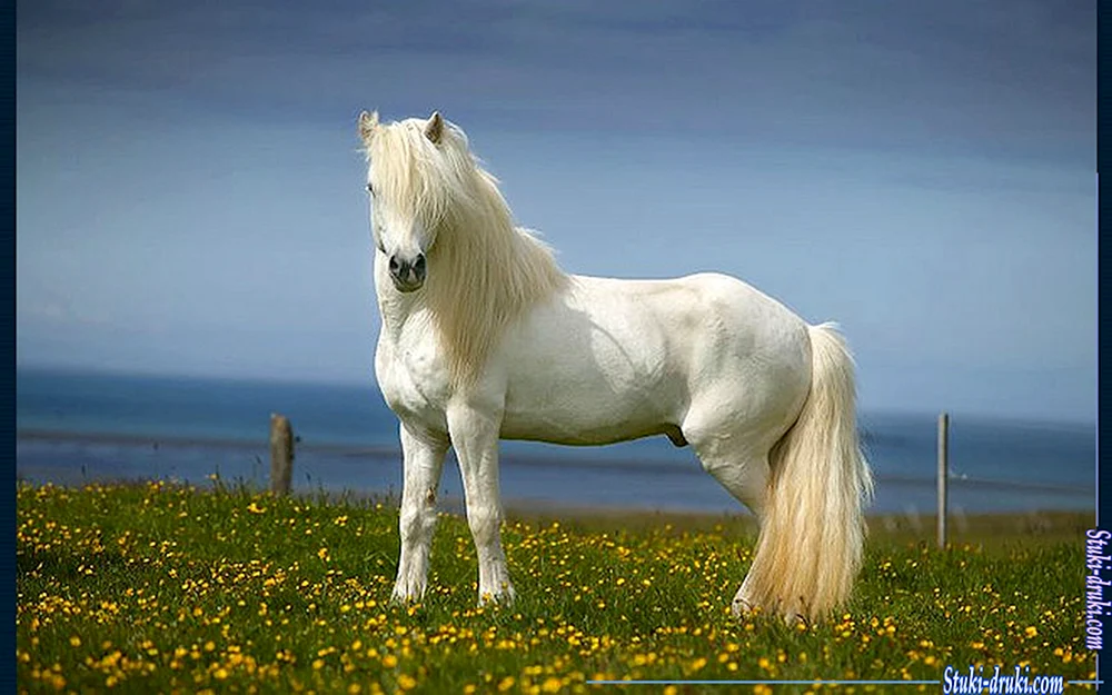 Weißes Pferd