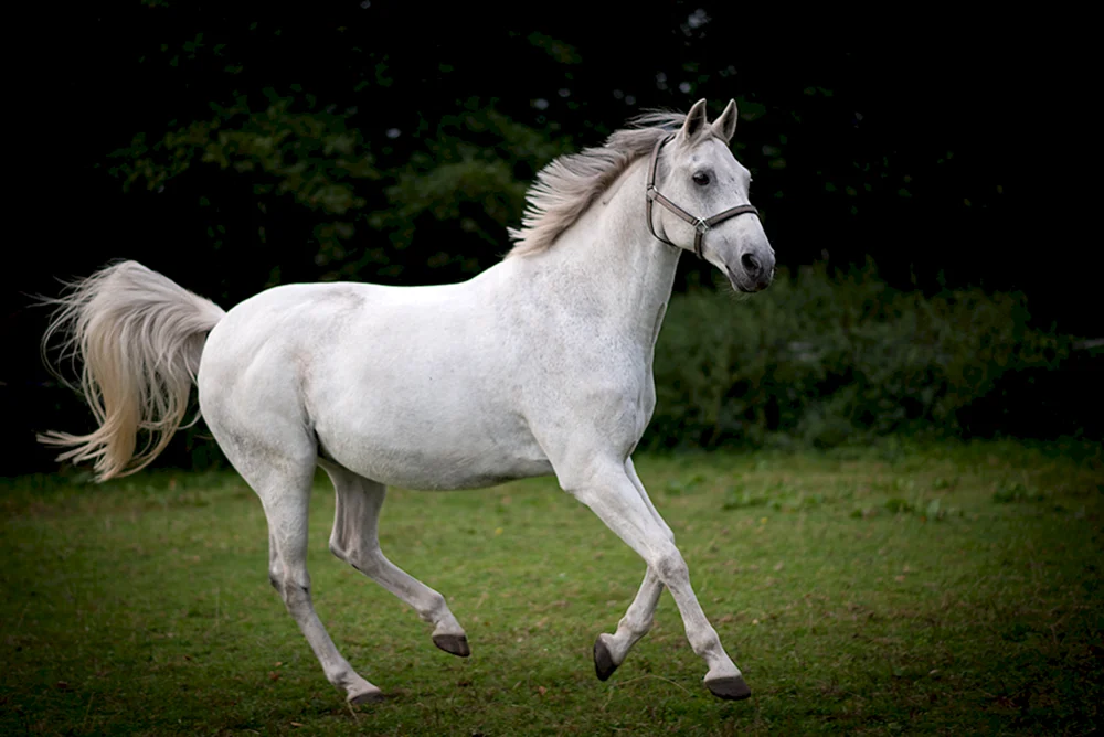 Mustang Pferd