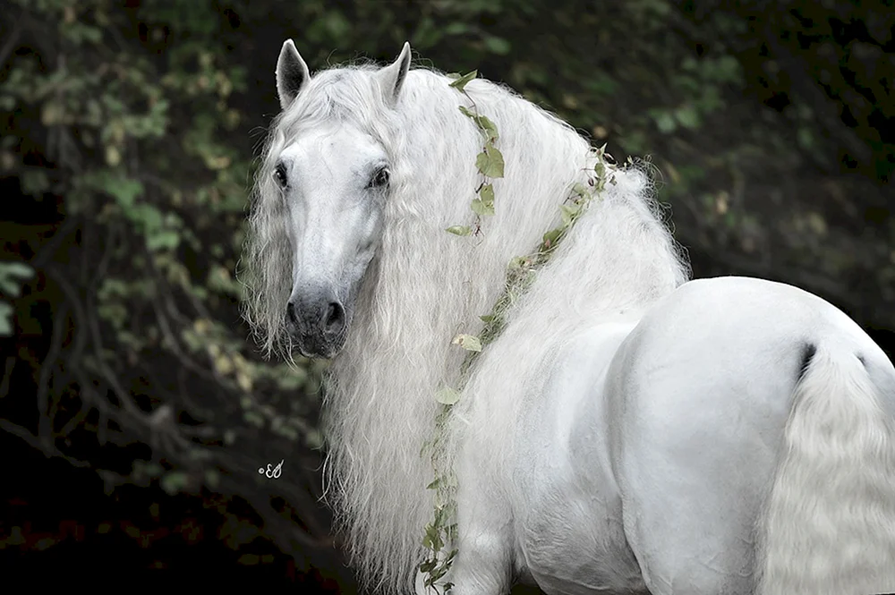 Lipizian. Weißes Pferd