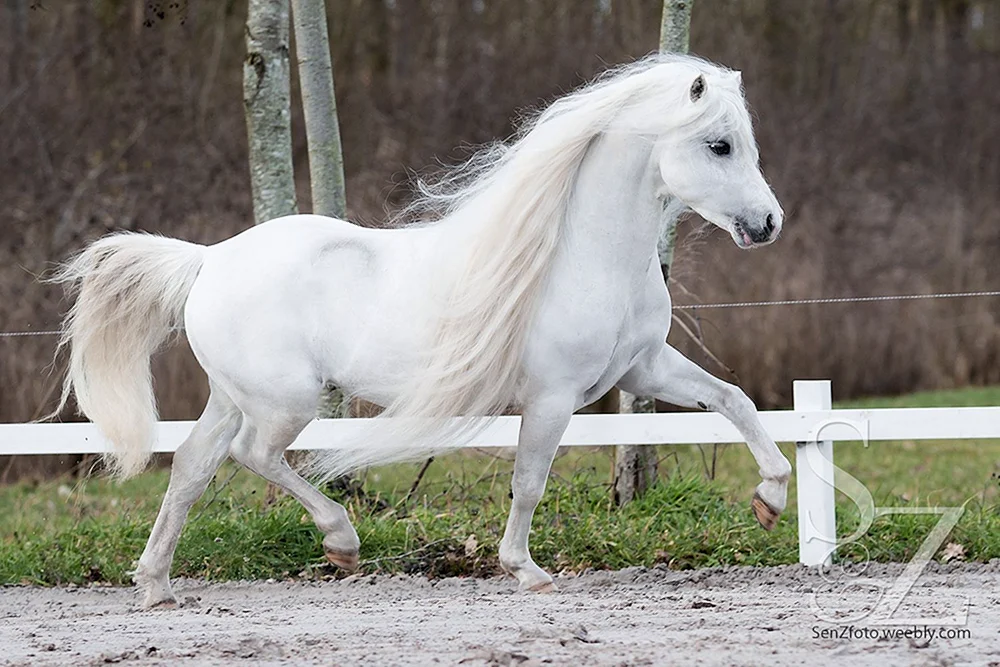 Weißes Pferd