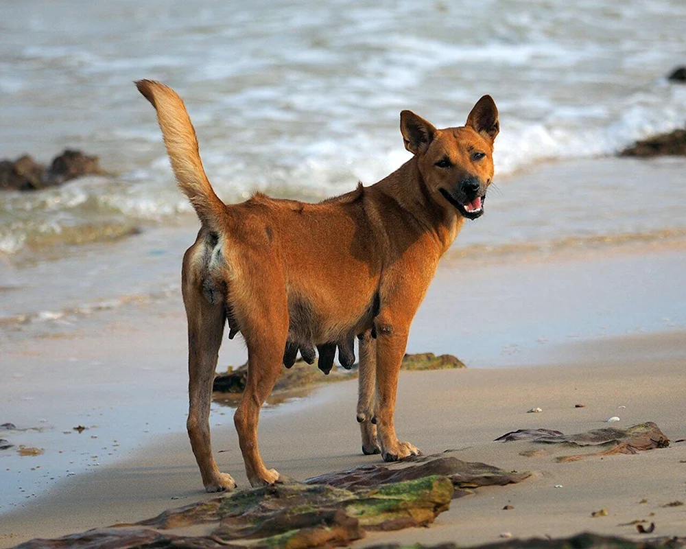 Hmong Hund erwachsen
