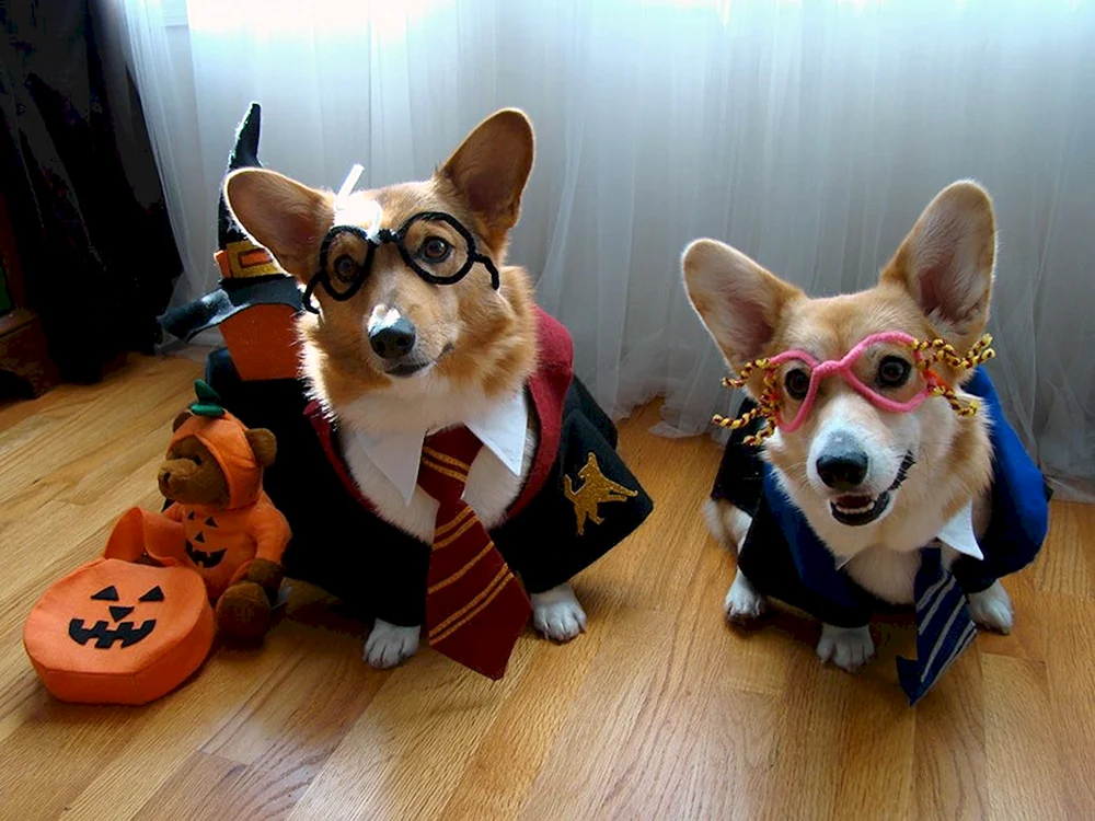 Welsh Corgi