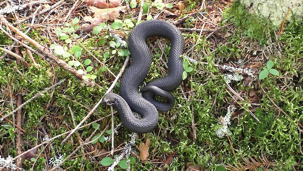 Schlangenviper