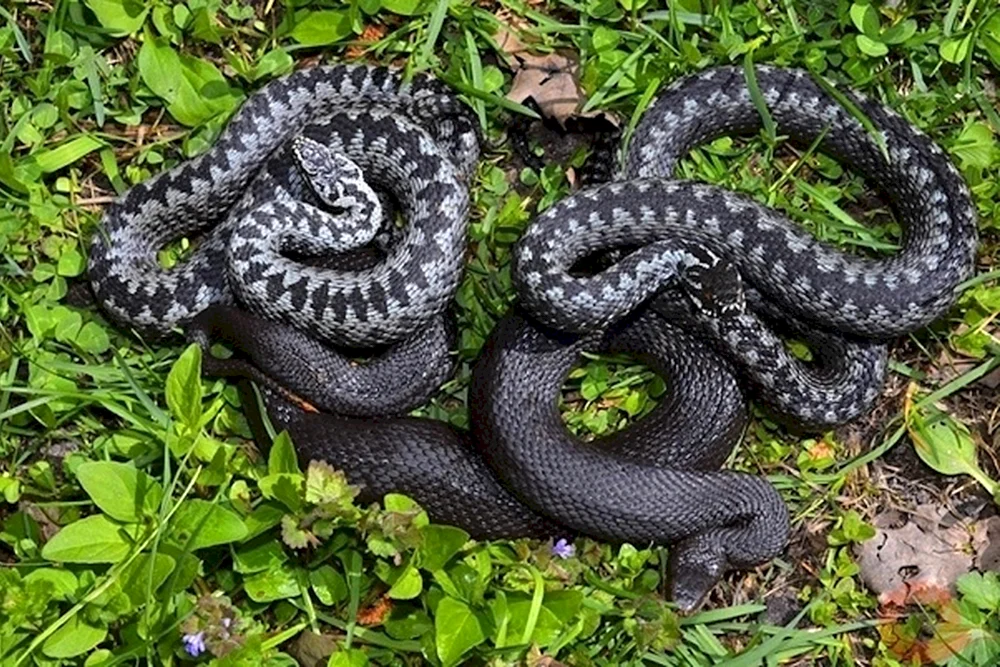 Dinniks Viper