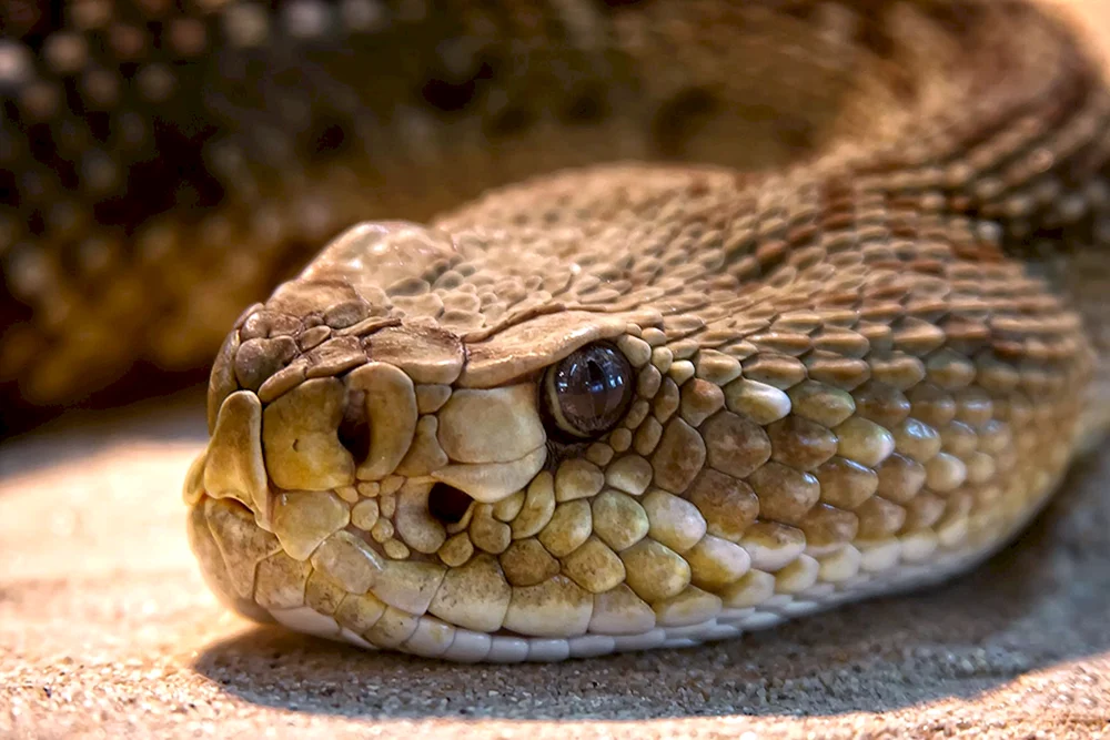 Königskobra Mamba