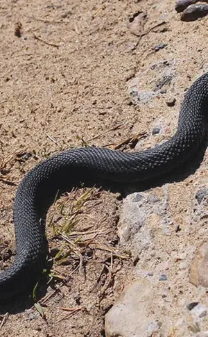 Viper melanist