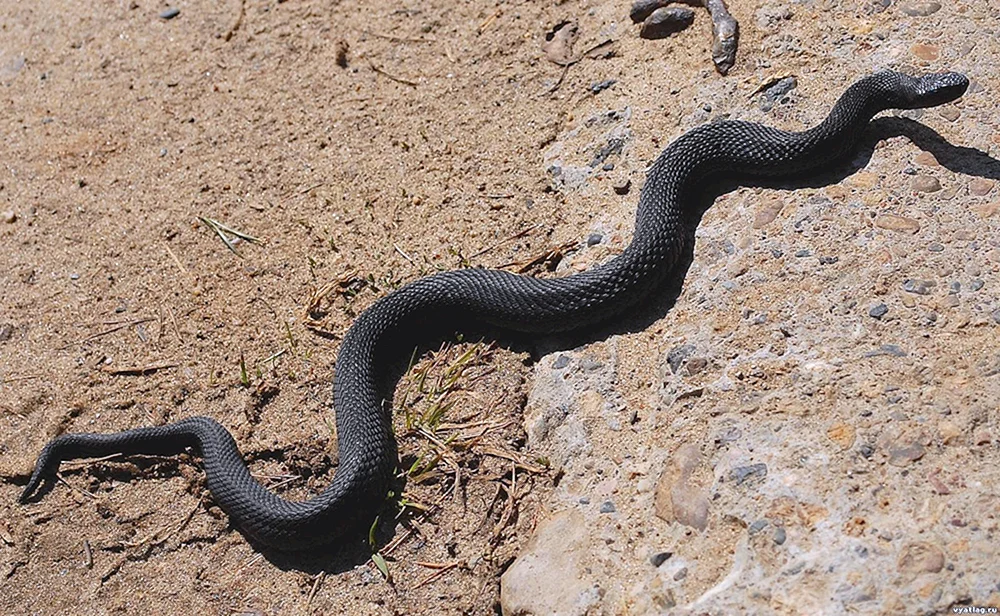 Viper melanist