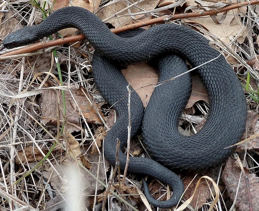 Viper melanist