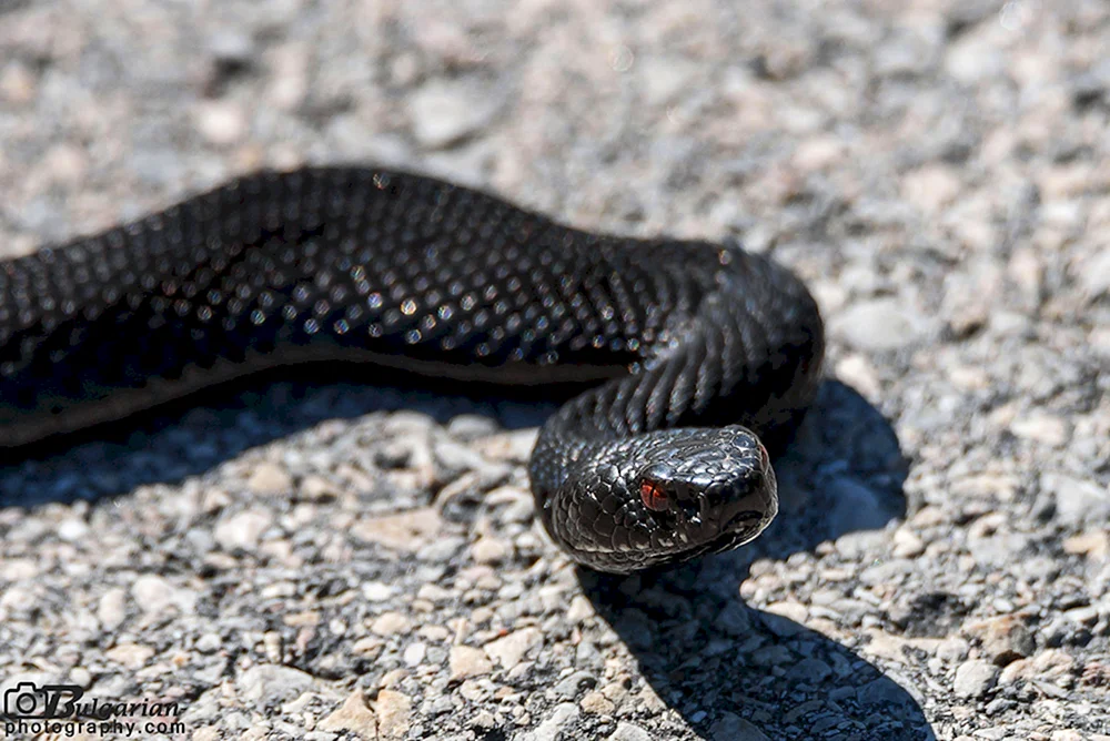Gemeinsame Viper melanist