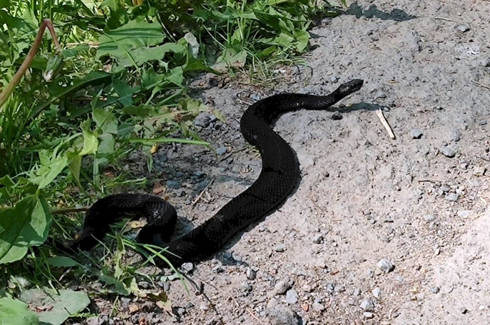 Melanistische Viper