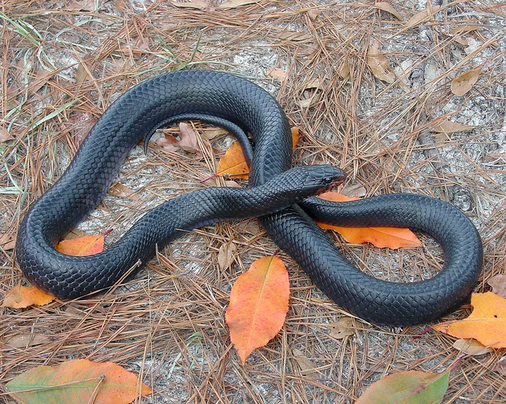 Gemeine Viper. Viper melanist