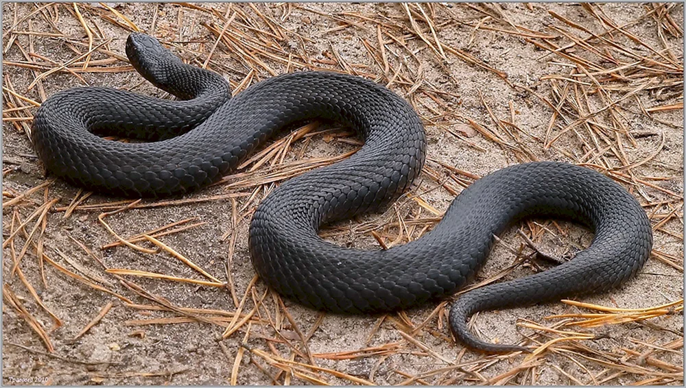 Nikolskis Viper
