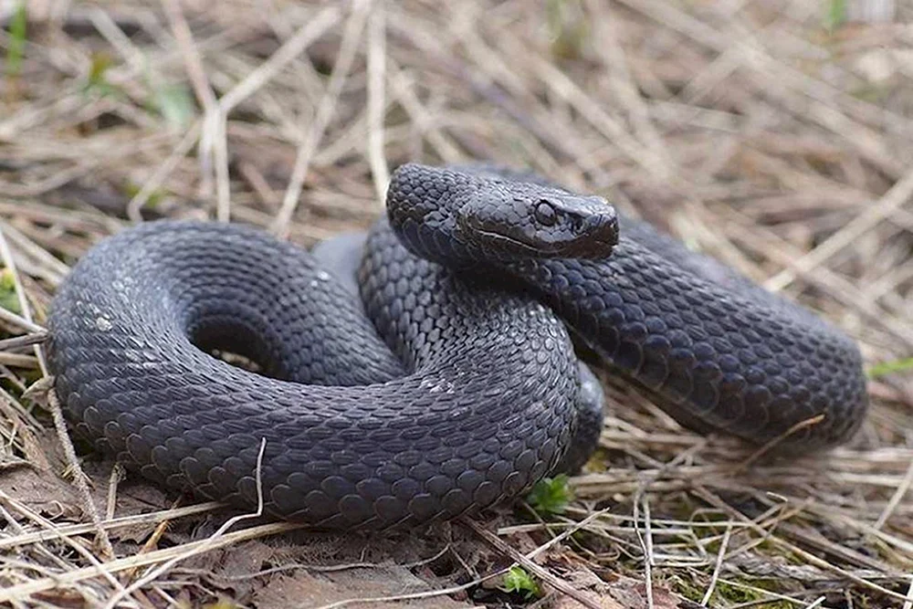 Gemeinsame Viper Kupferkopf