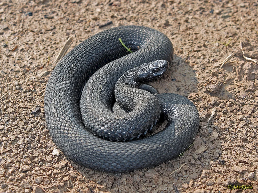 Dinniks Viper