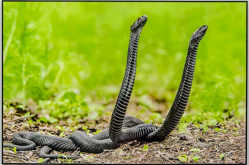 Gemeine schwarze Viper