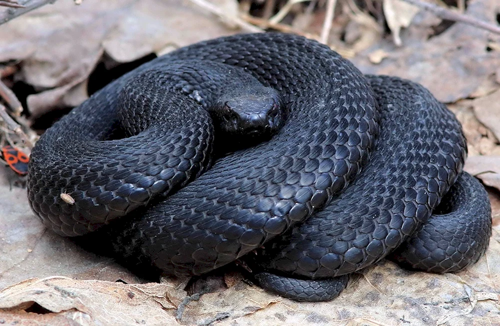 Gemeinsame Viper melanist
